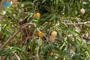 Read more about the article المانجو في جازان.. ثروة اقتصادية تنمو بالبحث والتطوير