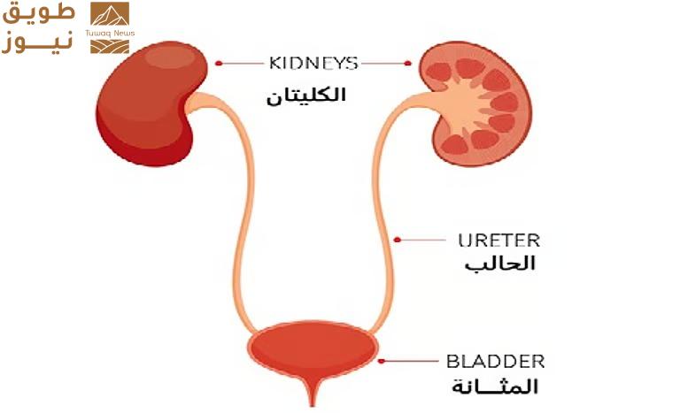 You are currently viewing من التشخيص إلى المضاد الحيوي.. طبيبة روسية تكشف 4 أخطاء في علاج التهاب المثانة