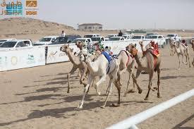 Read more about the article ميدان نجران للهجن يعلن نتائج سباقه لسنّ “المفاريد”