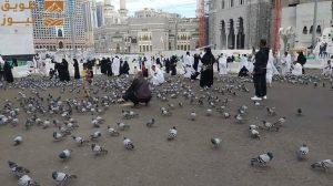 Read more about the article ضيوف الرحمن يطعمون حمام الحرم في ساحات المسجد الحرام