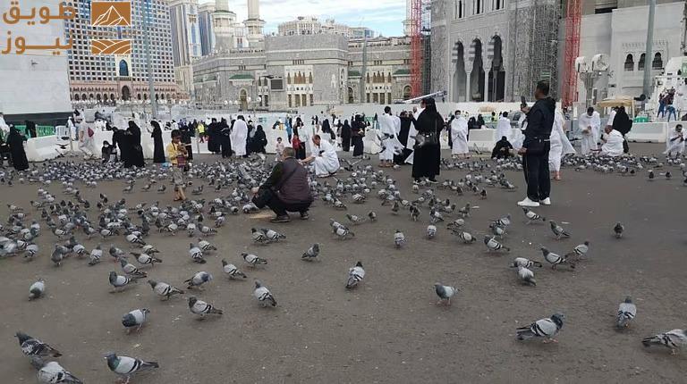 Read more about the article ضيوف الرحمن يطعمون حمام الحرم في ساحات المسجد الحرام