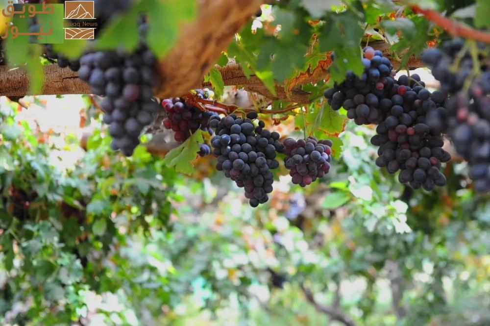You are currently viewing موسم العنب.. يعزز الاقتصاد الزراعي والسياحي في نجران