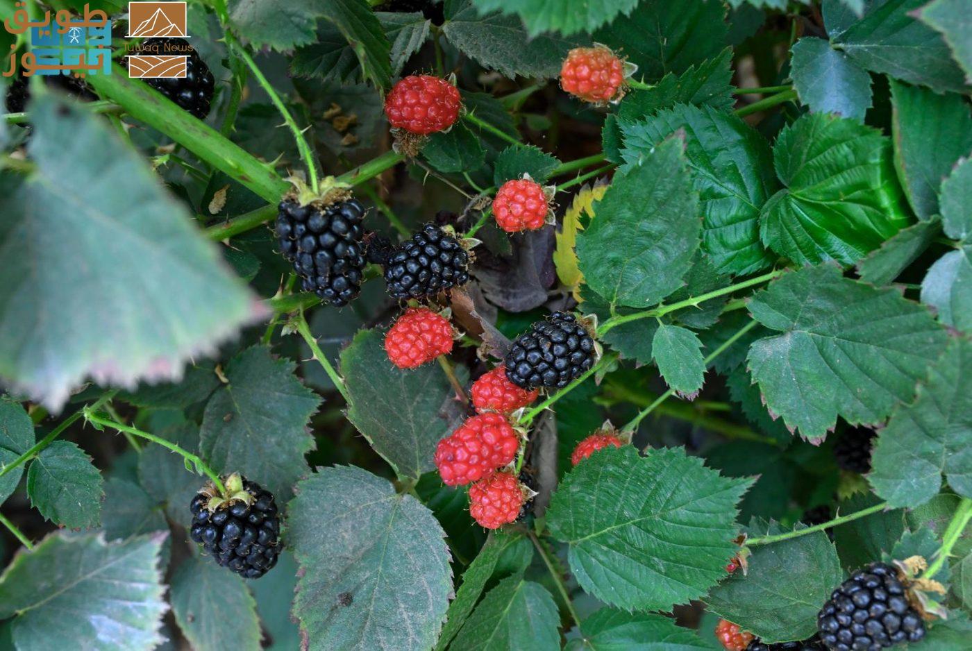 Read more about the article التوت العسيري: فوائد صحية جمة.. ورمز ثقافي وعنصر جذب سياحي