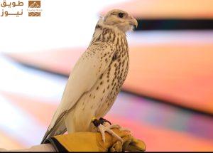 Read more about the article صفقات قياسية تعزز مكانة المزاد الدولي لمزارع إنتاج الصقور بصفته محركًا ثقافيًا واقتصاديًا