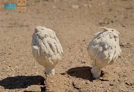 Read more about the article “البرنوق”.. نبتة فطرية موسمية تميز البيئة الصحراوية في العُلا