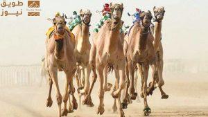 Read more about the article انطلاق مهرجان ولي العهد للهجن بالطائف