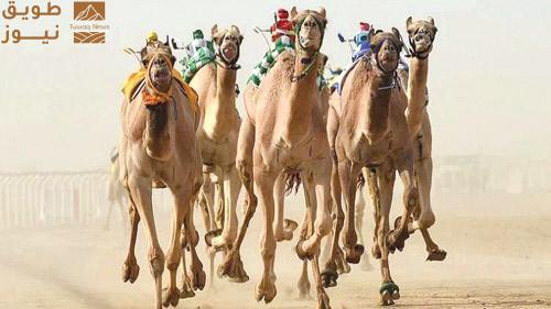 You are currently viewing انطلاق مهرجان ولي العهد للهجن بالطائف