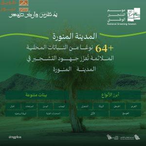 Read more about the article 60 نوعًا من النباتات المحلية تزدهر في بيئات المدينة المنورة