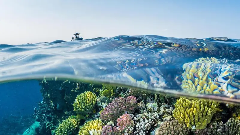 You are currently viewing افتتاح متحف البحر الأحمر في قلب جدة التاريخية