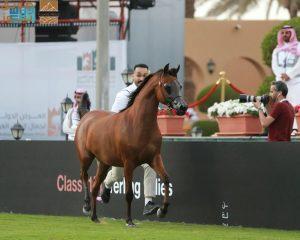 Read more about the article انطلاق العرض الدولي الثامن لجمال الخيل العربية