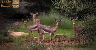 You are currently viewing جزر فرسان أول محمية بحرية سعودية ضمن اتفاقية “رامسار”