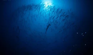 Read more about the article ترخيص أول تجربة غوص مع أسماك القرش داخل محمية رأس حاطبة