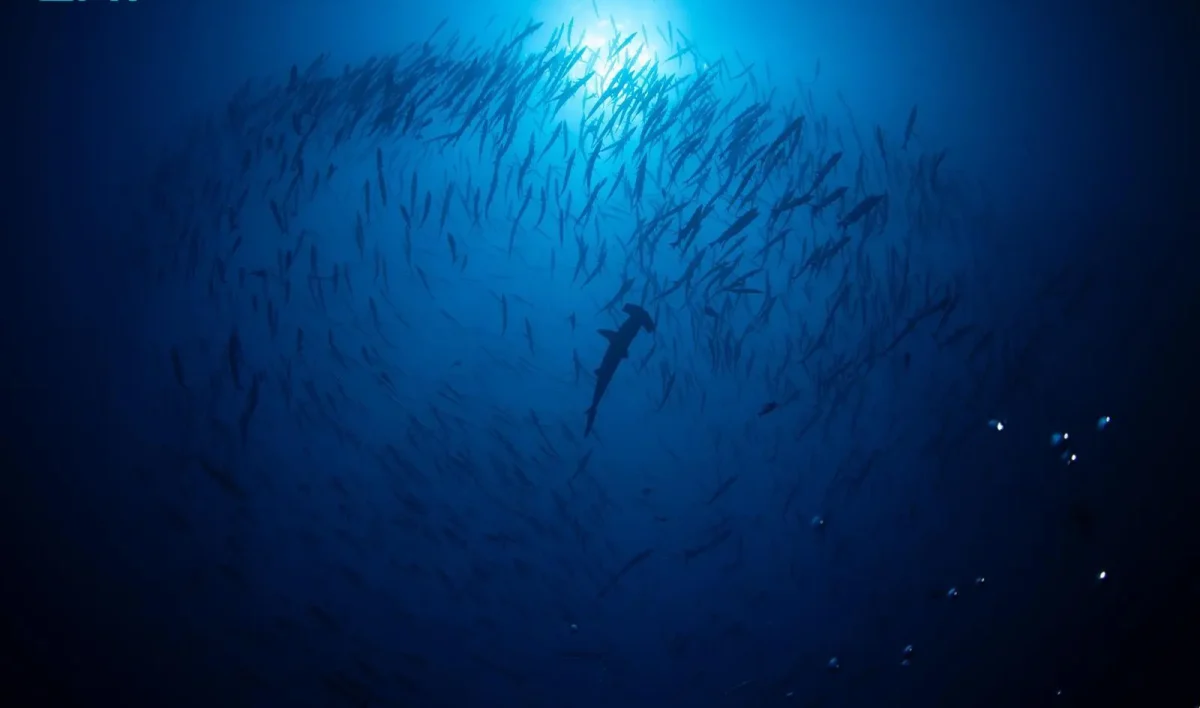 You are currently viewing ترخيص أول تجربة غوص مع أسماك القرش داخل محمية رأس حاطبة