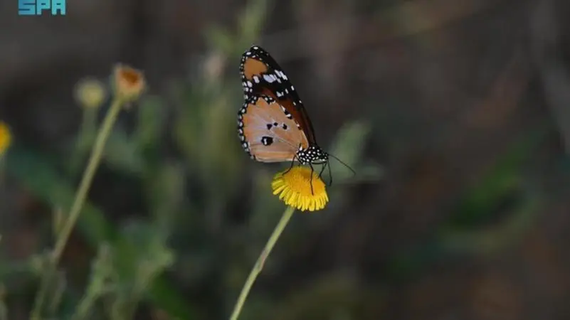 You are currently viewing “فراشة الملك”.. كائن رقيق يهاجر آلاف الأميال ليستقر جنوب السعودية