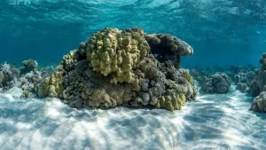 Read more about the article السعودية تستضيف القمة العالمية الأولى للشعب المرجانية