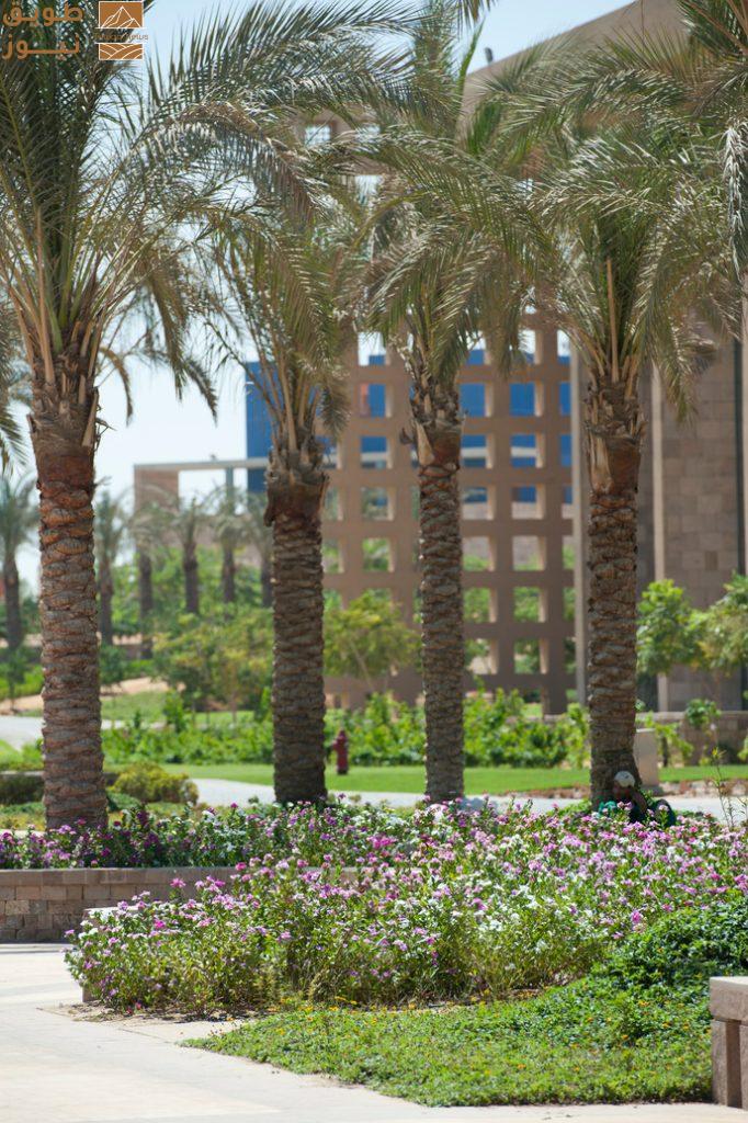 أعلنت الجامعة الأمريكية بالقاهرة إدراجها ضمن نسخة عام 2026 من دليل الكليات الخضراء الصادر عن مؤسسة «برينستون ريفيو»