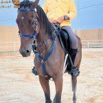 حاتم حسنين يقود أول فريق أوروبي استعدادًا لبطولة العالم للقدرة والتحمل 2026 بالعلا