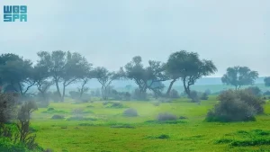 Read more about the article السعودية تعيد تأهيل مليون هكتار من الأراضي المتدهورة عبر مبادرتها الخضراء