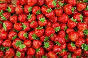 Read more about the article “البيئة”: تدشن موسم الفراولة السعودي