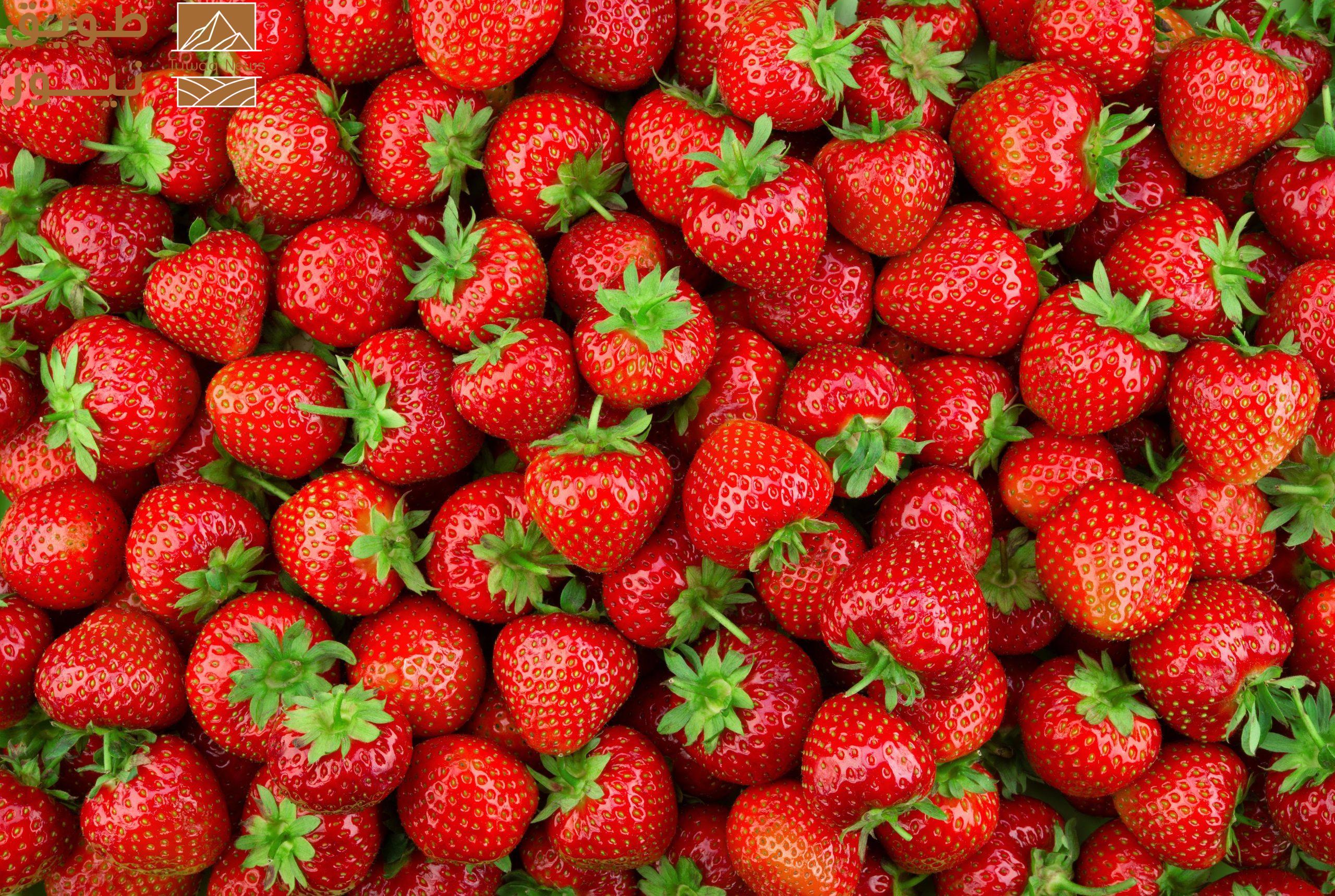 You are currently viewing “البيئة”: تدشن موسم الفراولة السعودي